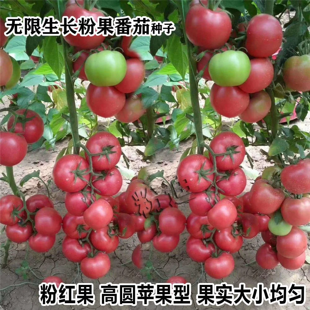 高产大番茄种子超甜超大红果大西红柿春季秋季抗高温蔬菜瓜果种籽