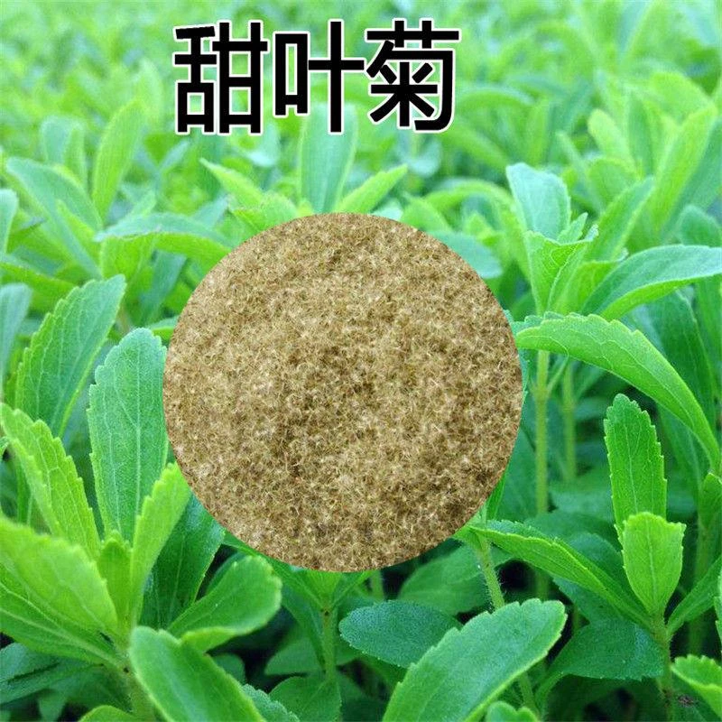甜叶菊种子甜菊香草 甜菊叶花草茶 阳台花卉四季播种种籽