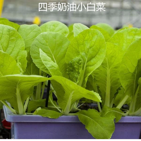 奶油小白菜种子四季阳台盆栽小白菜种籽杭白菜毛白菜种子包邮