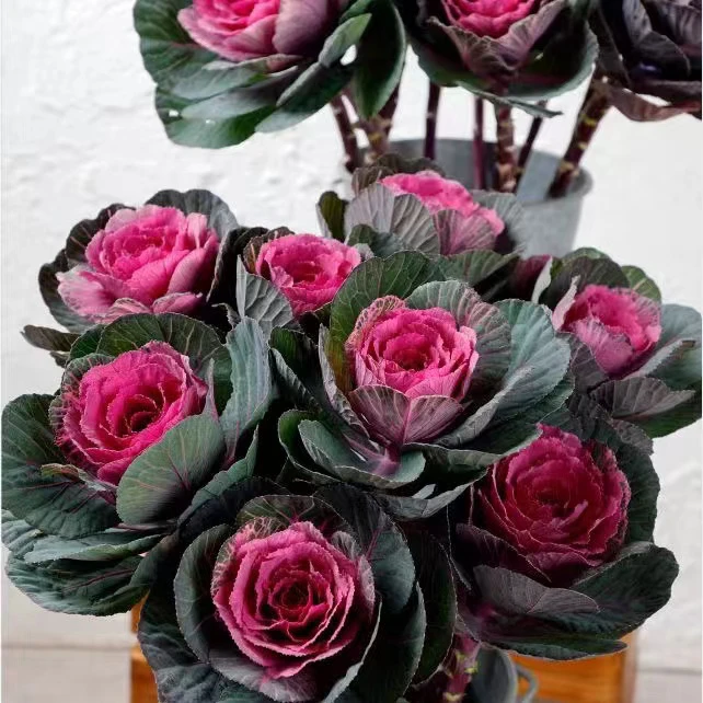 多头羽衣甘蓝盆栽地栽庭院花卉耐寒耐晒易养好活