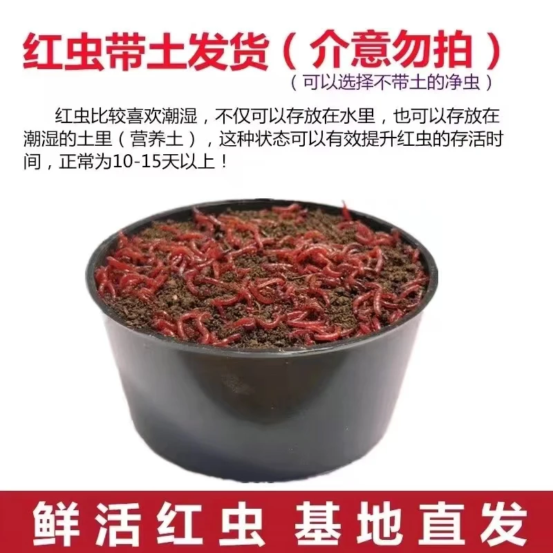 混装红虫特大号鲜活红虫带土发货活饵野钓黑坑拉饵