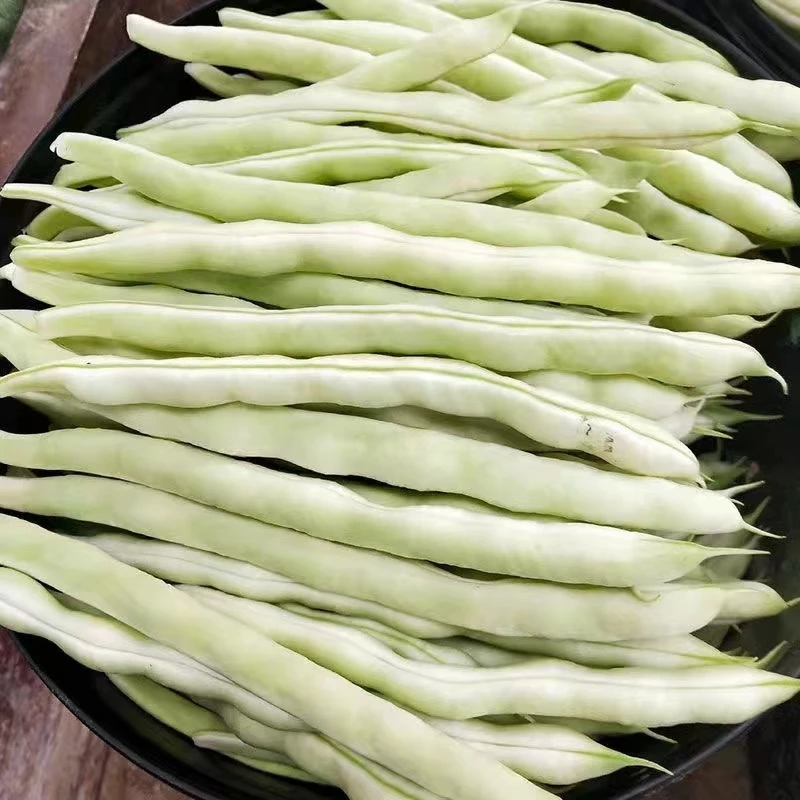 新鲜白不老豆角现摘白芸豆云豆本地豆角脆嫩白大架当季蔬菜3/5斤