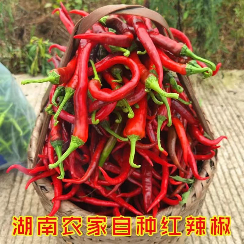 湖南农家四季新鲜红辣椒香辣现发软香糯蔬菜本地四季红辣椒麻阳