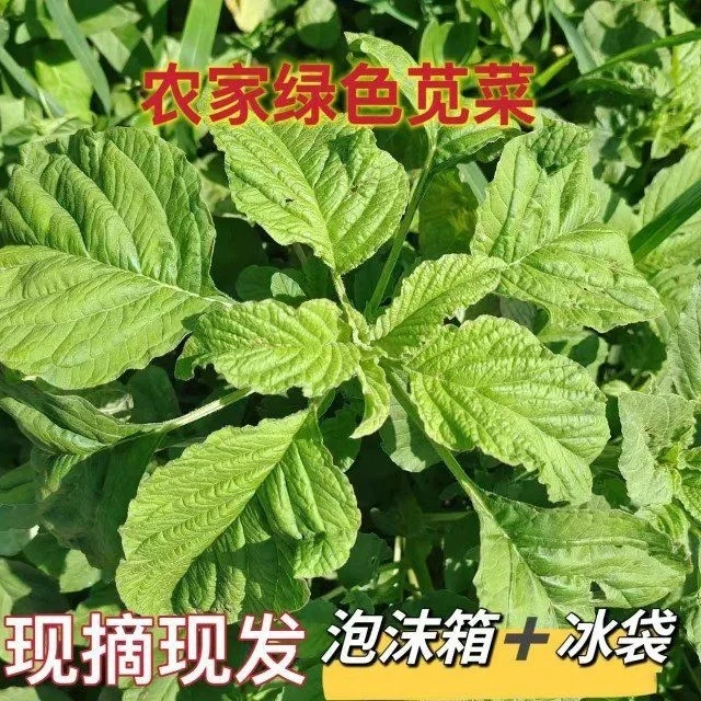 新鲜大叶苋菜叶嫩尖杆今天最后热季蔬菜大叶苋菜数量有限现摘发货