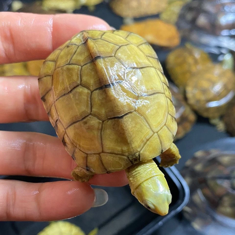 三黄小青观赏龟，外塘水绣小青