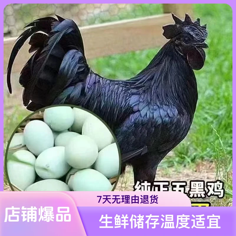 五黑鸡，八两到一斤左右，包邮到家