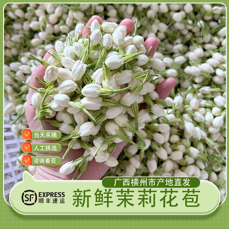 顺丰包邮广西横县茉莉花现摘现发优质花骨朵手茉莉鲜花手串原材料
