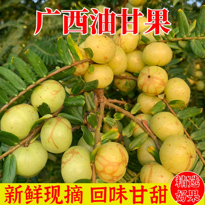 广西新鲜当季油甘果微苦涩回甘牛甘果橄榄果余甘果先苦后甘