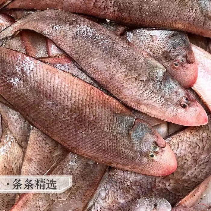 惠来神泉港 龙舌杀好一包400克 发5包广东省包邮