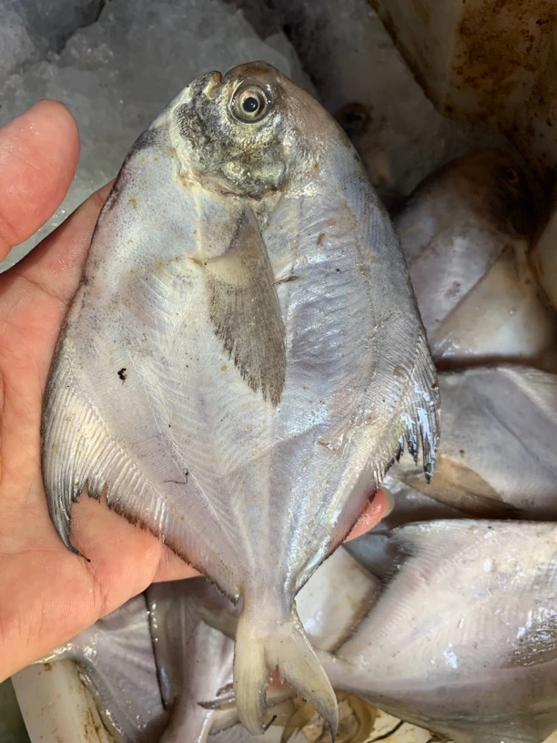 惠来神泉港 白鲳杀好一包400克 发5包