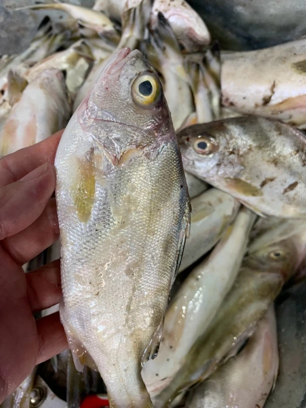 惠来神泉港 班猪杀好一包400克 发5包