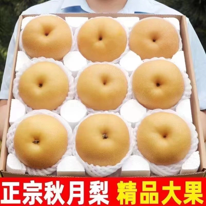 【买5斤送5斤】正宗安徽秋月梨新鲜现摘砀山梨子水果脆甜无渣皮薄