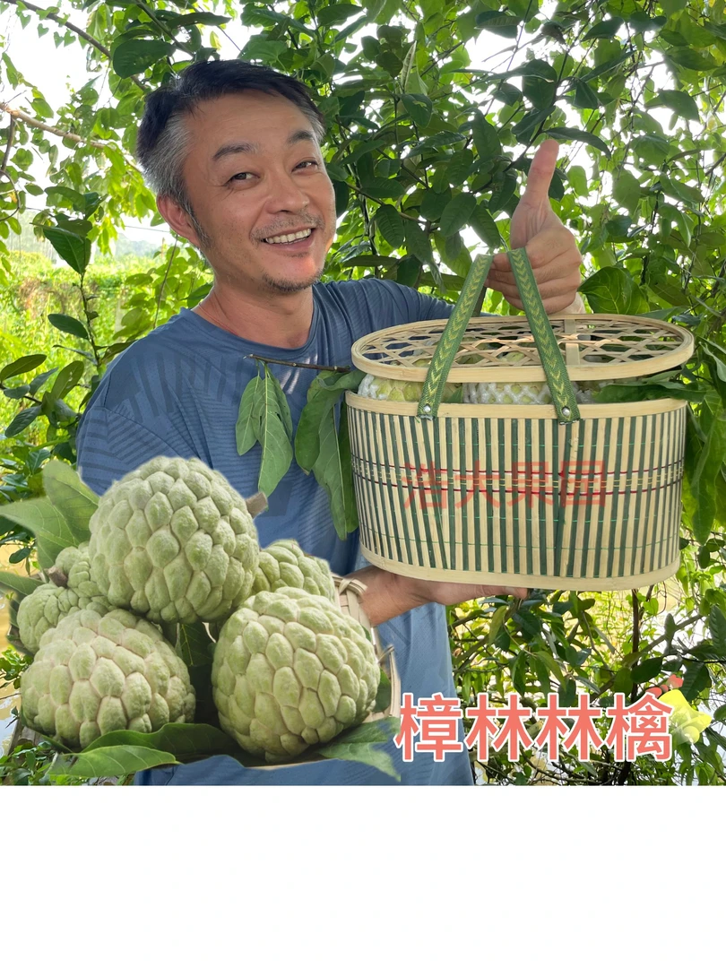 【六斤礼品篮】浩大果园潮汕樟林林檎果园现摘寄顺丰快递（放熟再吃）