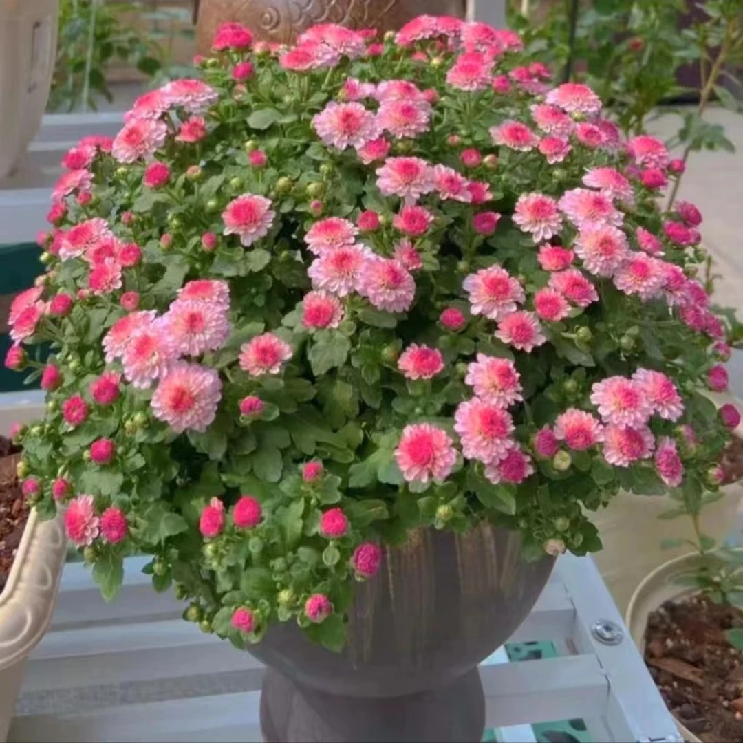 糖果甜心球菊 阳台庭院盆栽地栽观花植物耐寒耐热好养美观花卉