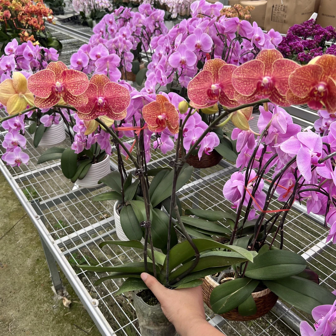 【黄金甲】室内蝴蝶兰好养耐养观赏性花花