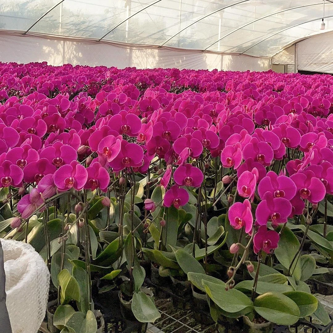 【一物一拍】-兰园-精品室内盆栽送礼开花基地优质蝴蝶兰