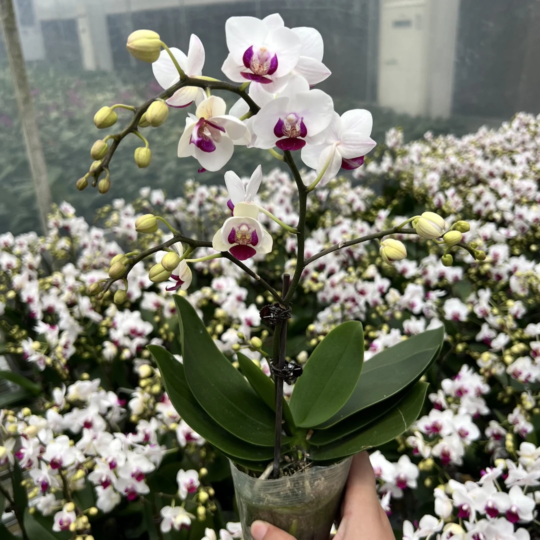 【蜂鸟】-兰园-精品室内盆栽送礼开花基地优质蝴蝶兰
