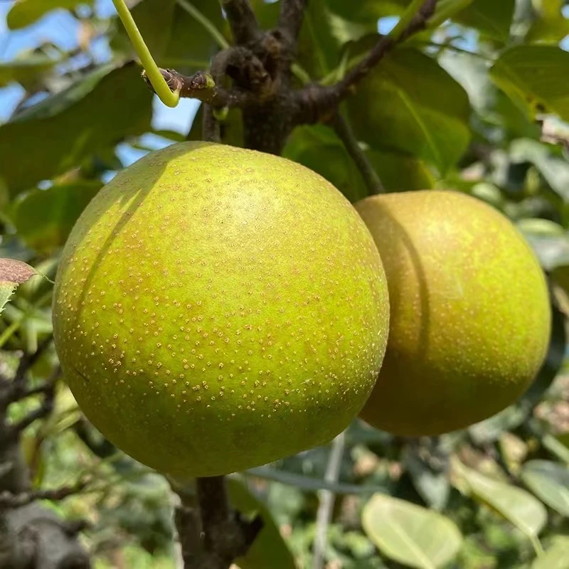 苏州翠冠梨新鲜水果 5斤10斤装梨子蜜梨脆冠梨树山梨当季现摘现发