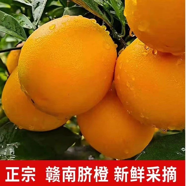 正宗江西赣南脐橙香甜细腻爆汁微酸脆嫩橙味充足多汁1斤起信宜