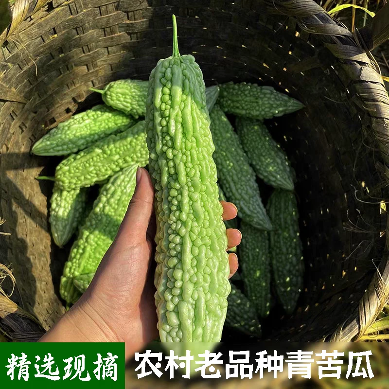 信宜贵子苦瓜新鲜农家自种白苦瓜新鲜凉瓜现摘现发1斤生鲜食用