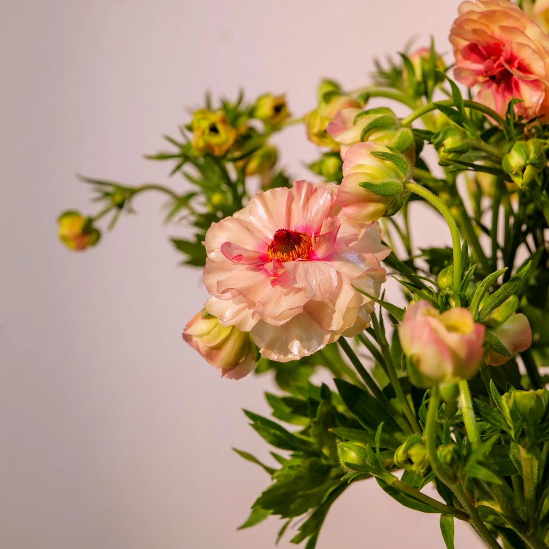 蝴蝶洋牡丹：香槟色1扎