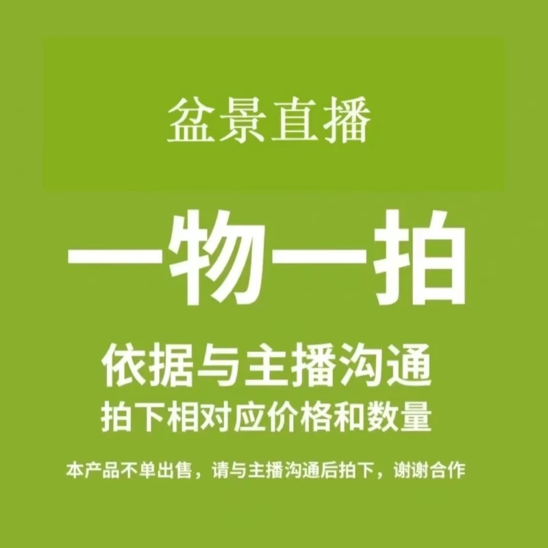 原生梅花盆景老桩当年开花耐寒耐热南北方均可种植好养易活