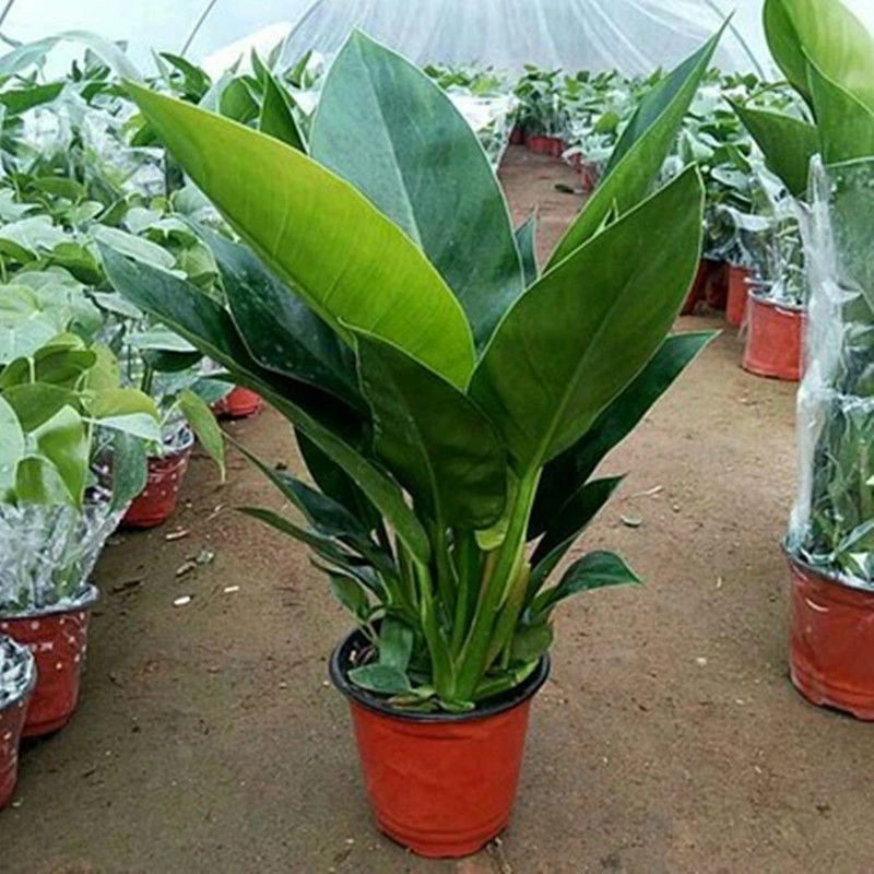 金钻铂金钻水培植物办公室桌面绿植室内懒人盆栽好养净化空气客厅