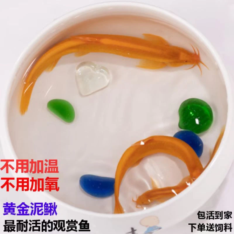 黄金泥鳅鱼观赏泥鳅干鲜活