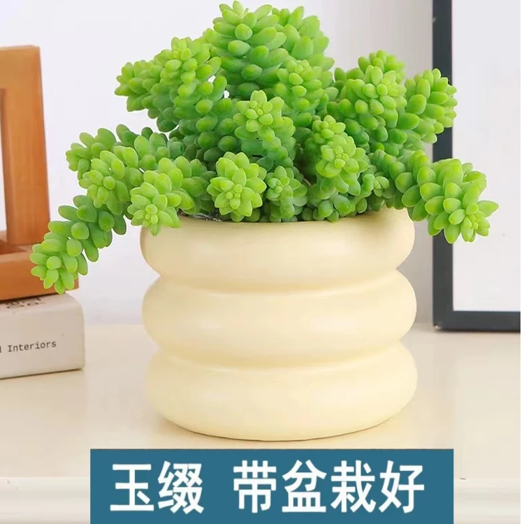 多肉植物雪花玉坠办公室易打理盆栽带盆栽好阳台新手好养活肉肉