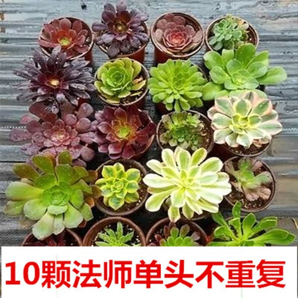多肉植物黑法师组合多头万圣节用品玫瑰批发三仙美观新手包邮