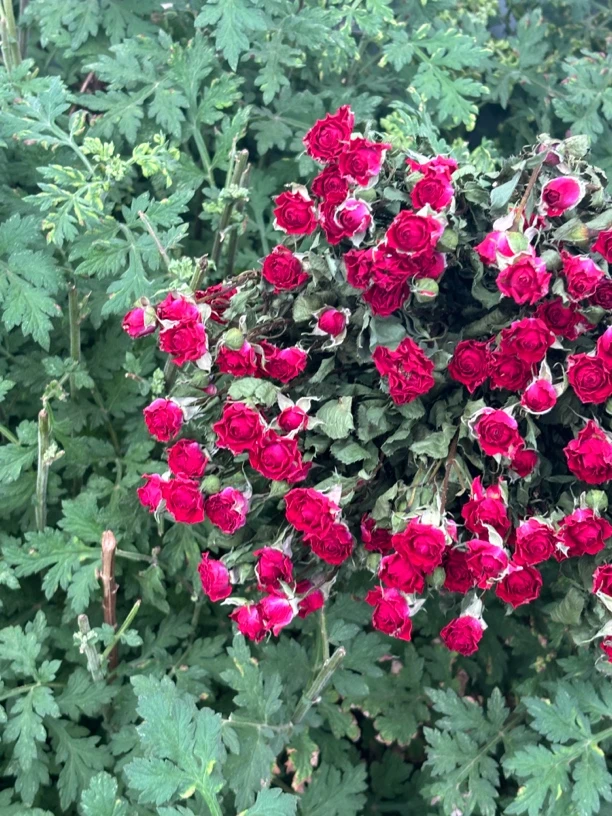 【富贵的花甸】巴黎恋人 干花多头泡泡