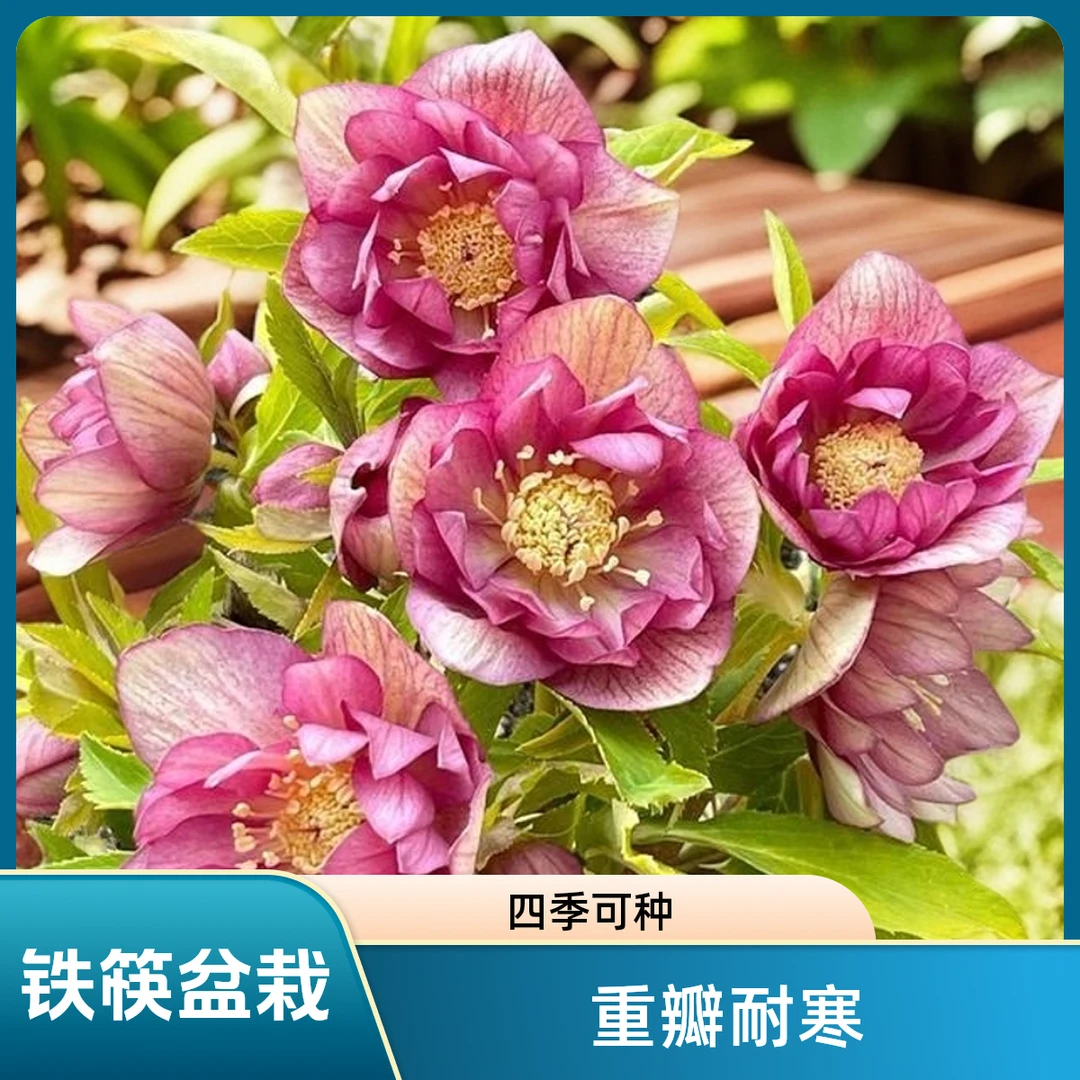 重瓣铁筷子盆栽花苗圣诞玫瑰耐寒植物庭院秋冬春季稀有花卉鲜花