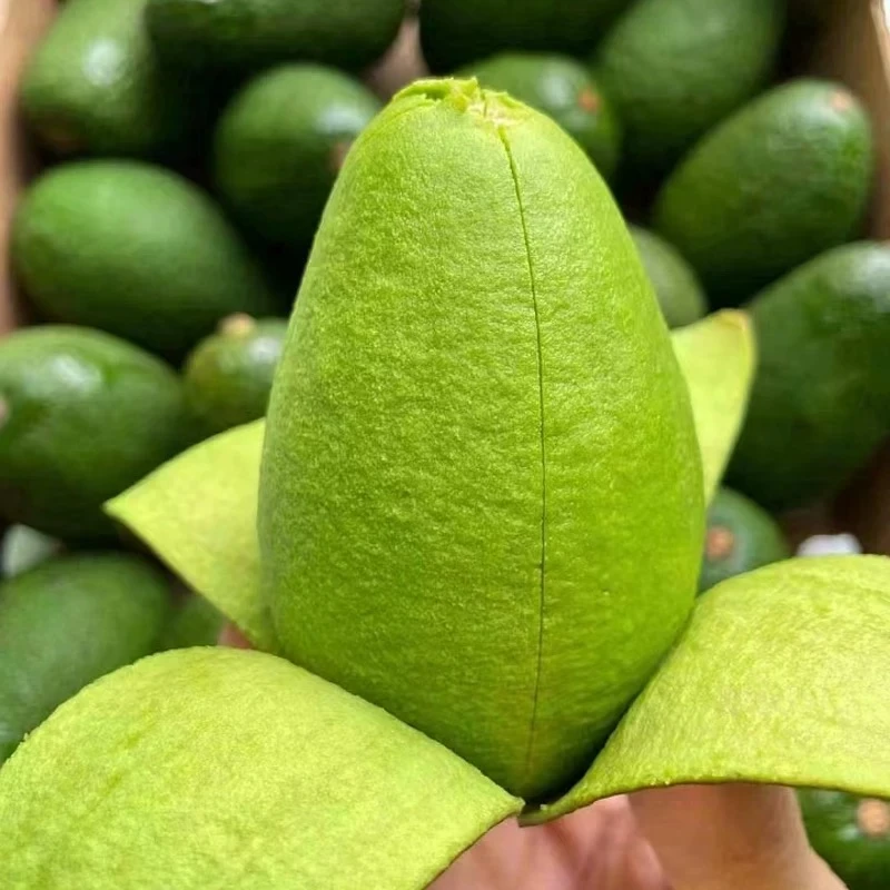 （集配）云南孟连哈斯牛油果新鲜采摘新鲜发货孕妇宝妈（6粒装）
