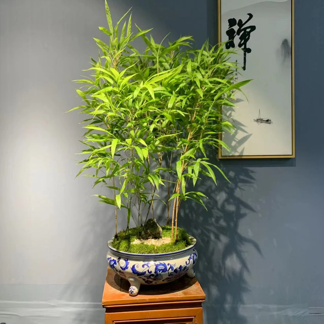 朱竹红寒竹黑竹紫寒竹苗庭院阳台室内绿植竹盆栽景观赏竹观叶