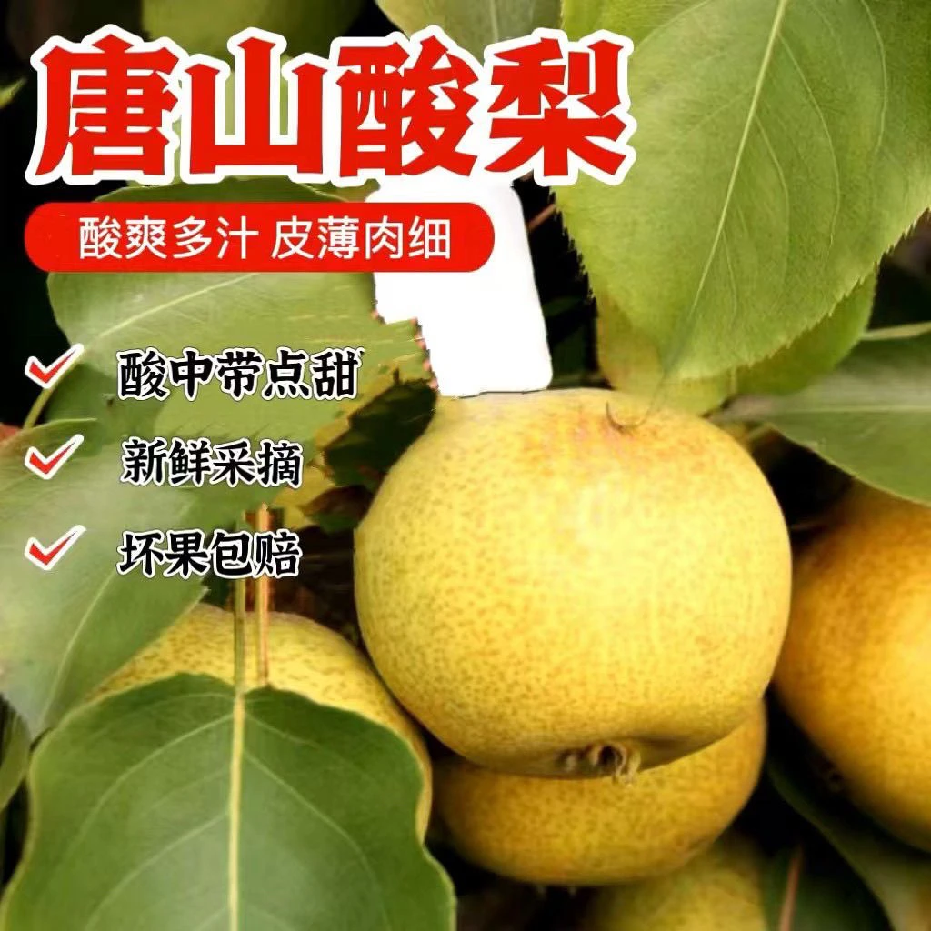 河北遵化酸梨皮薄多汁新鲜冻梨安梨秋冬水果高山百年老树5斤包邮