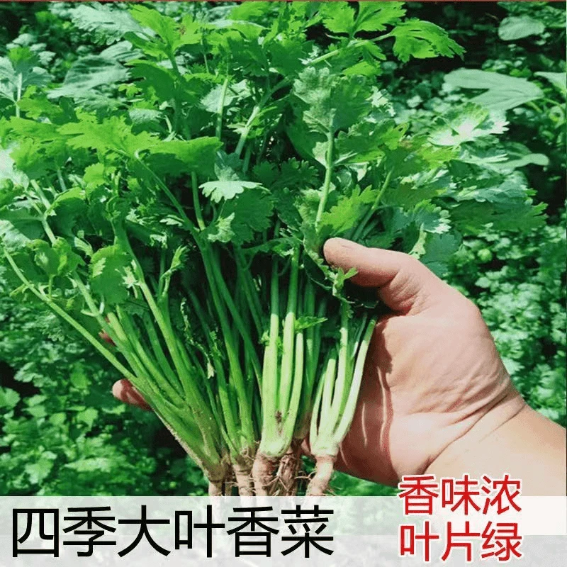 【全店满5元包邮】四季大叶香菜种子室内阳台花卉盆栽香菜耐热四