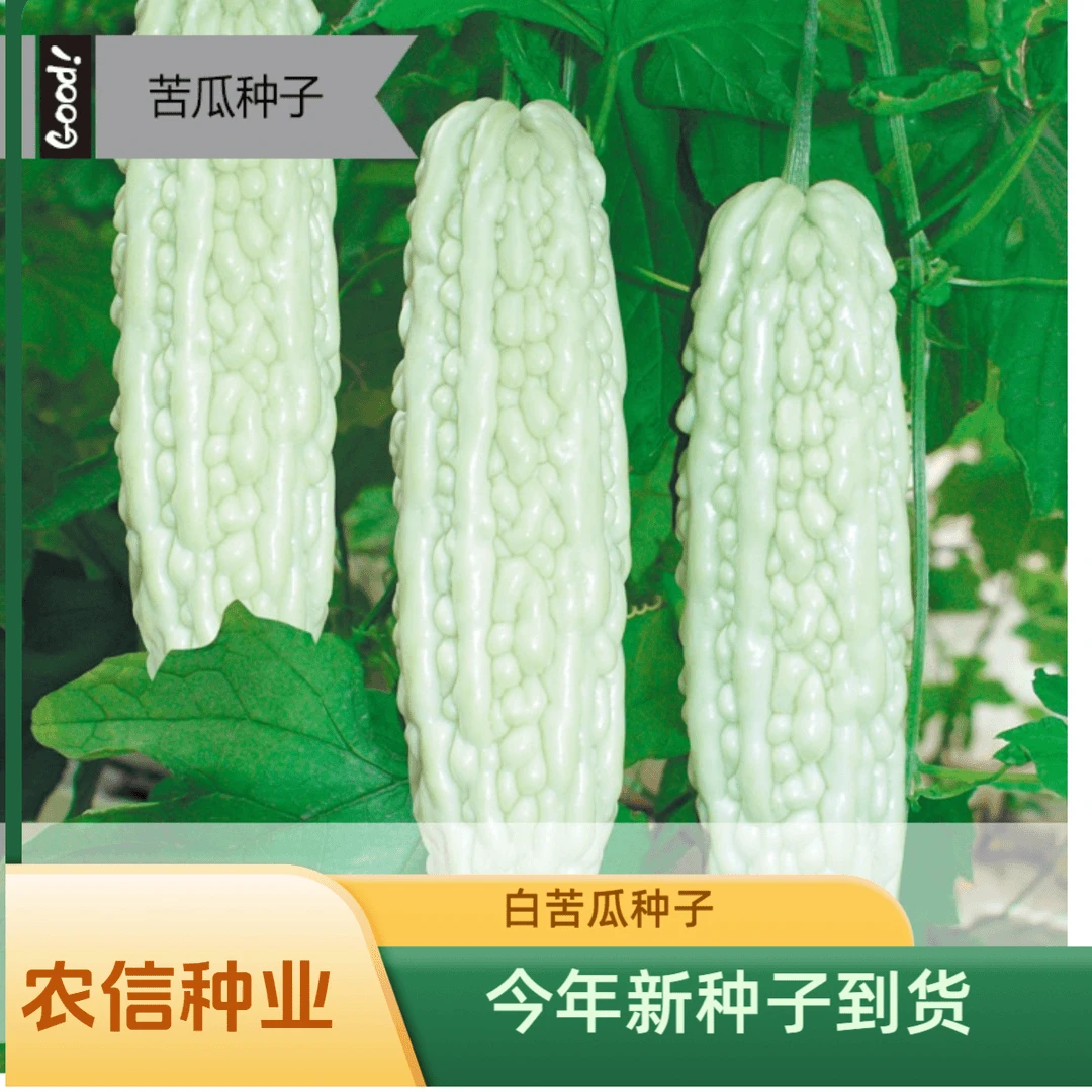 【满5元包邮】白苦瓜种子长白苦瓜种籽阳台庭院易种植春季秋季