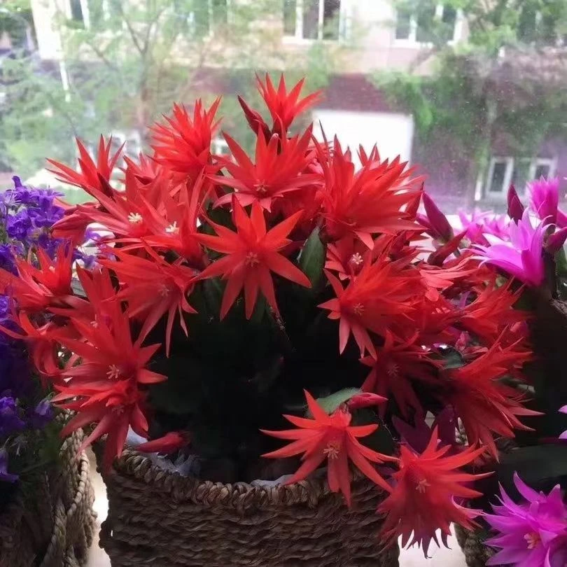 【新品三月红】蟹爪兰花苗盆栽带花苞四季多肉绿植盆栽蟹爪莲花卉