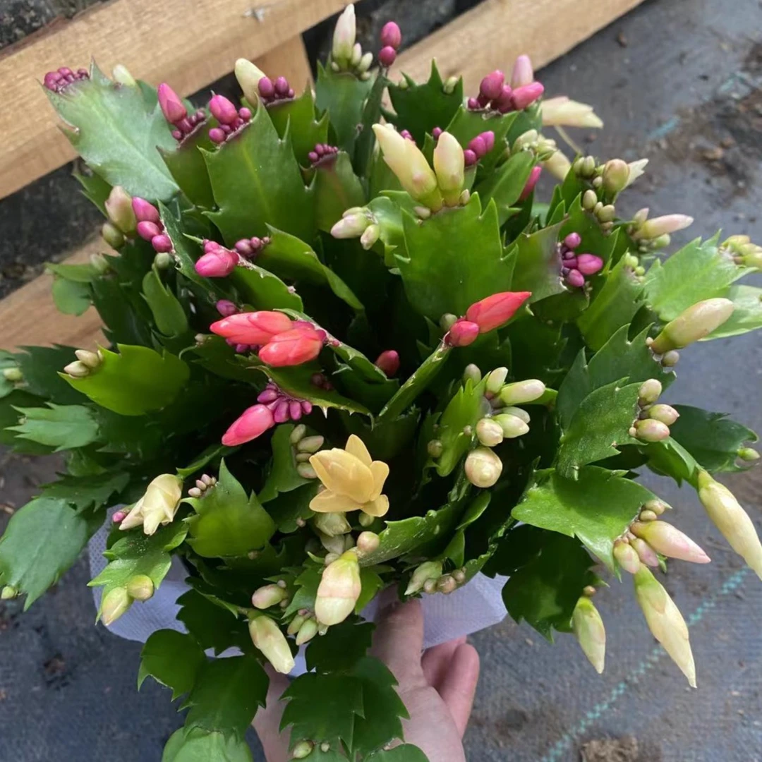 【红黄双色】蟹爪兰盆栽带花苞多色四季花卉盆栽室内观花多肉植物