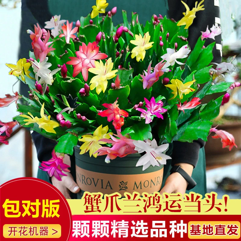 【带花苞】蟹爪兰花苗盆栽带盆多色四季开花重瓣多肉植物室内花卉