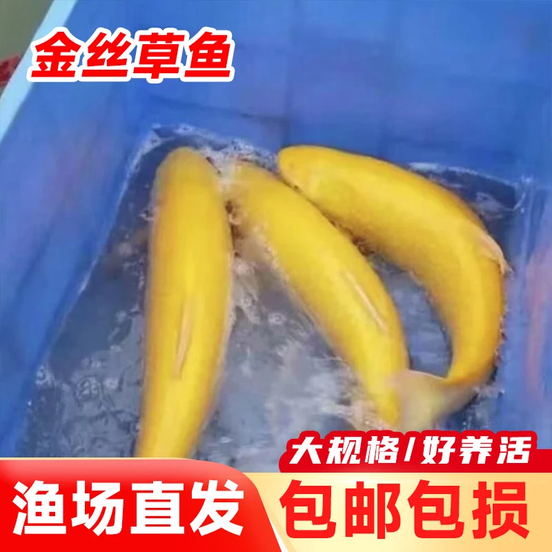 四川金丝鲩  每条2-4g左右   现捞现发渔场直发