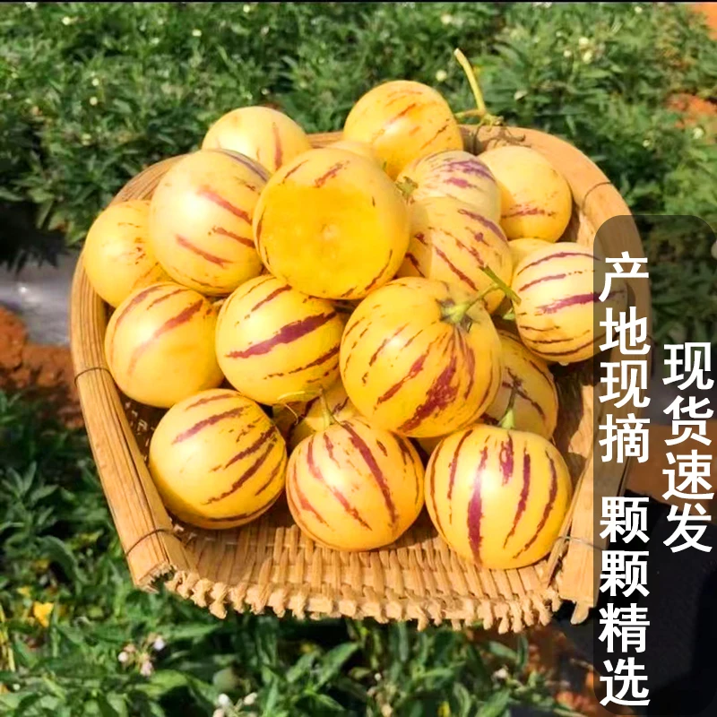 人参果一斤试吃装