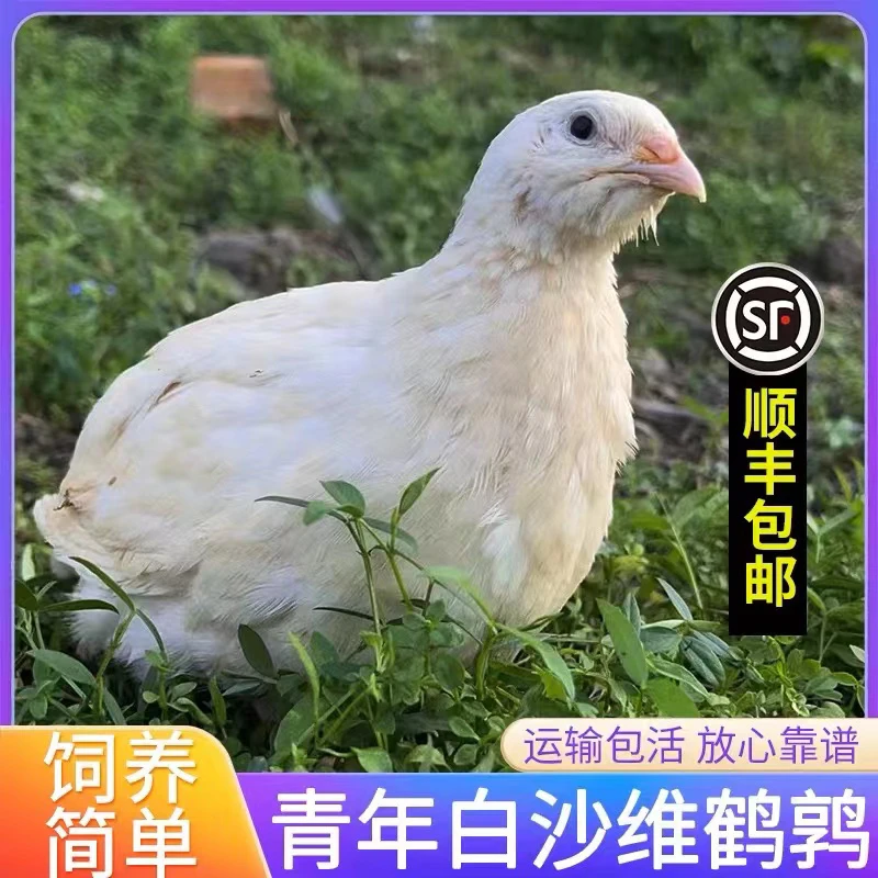 宠物鸡白沙维鹌鹑黄沙维非洲黑鹌鹑法巨鹌鹑礼服沙维