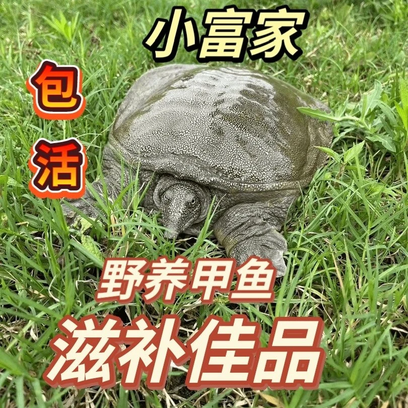 （包活到家）小富家5年生态散养甲鱼1-9斤自由选择