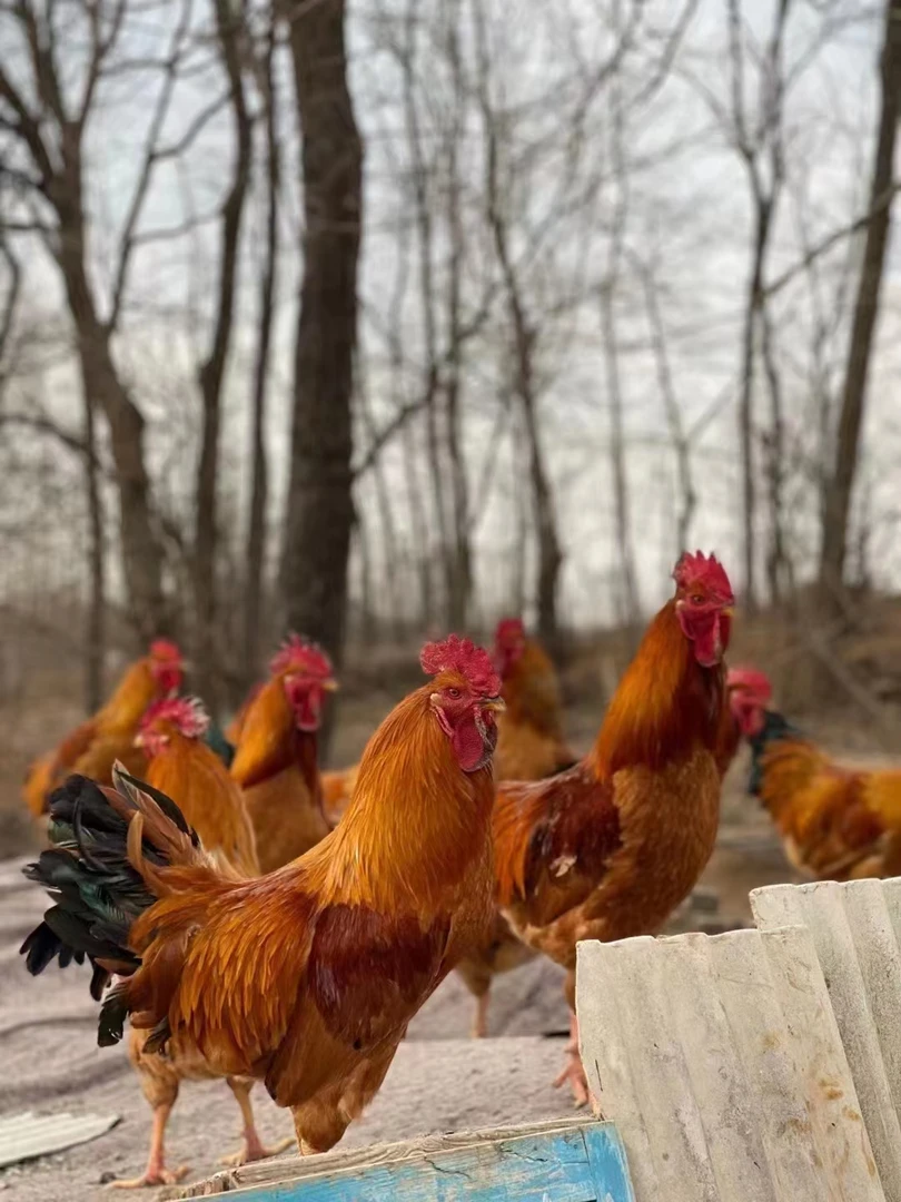 跑山大骨鸡（公鸡）辽宁省内拍净含量2.8公斤