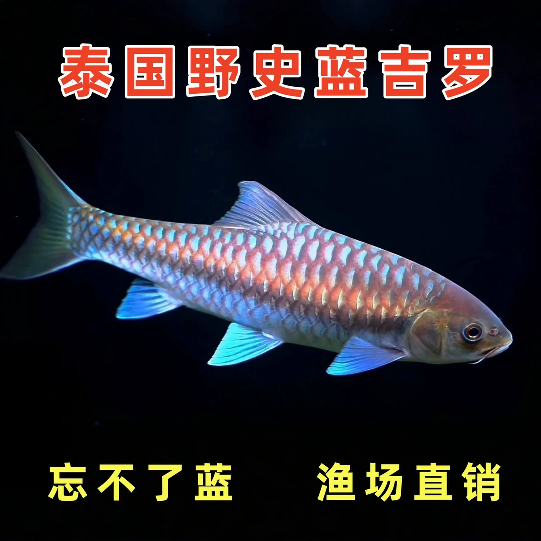 泰国老挝大头野史蓝吉罗原生史氏异口保山结鱼金红吉罗鱼苗观赏鱼