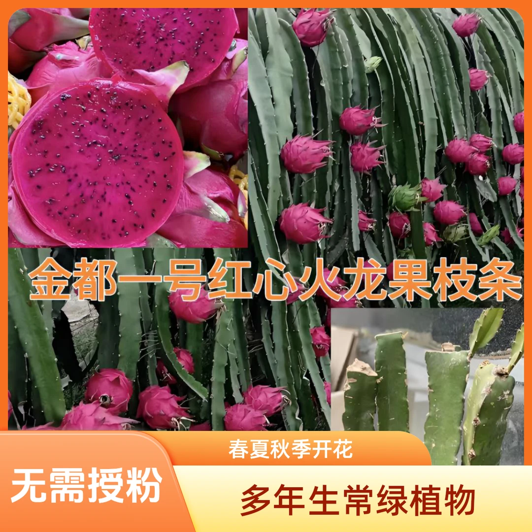 红心火龙果苗金都一号盆栽庭院种植果树苗无需授粉耐旱火龙果苗