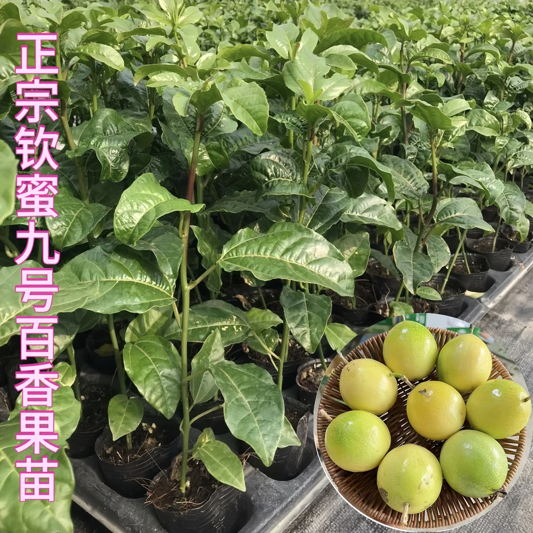 【当年结果】钦蜜9号百香果树苗种苗钦蜜9号百香果树苗黄金百香果苗