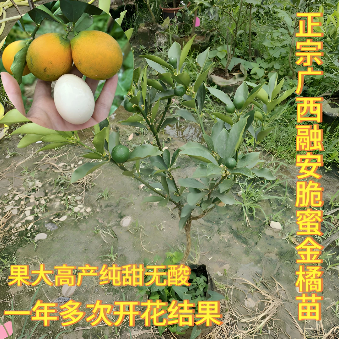 正宗第三代脆蜜金桔苗融安脆蜜金柑果苗四季开花结果脆蜜金桔杯苗