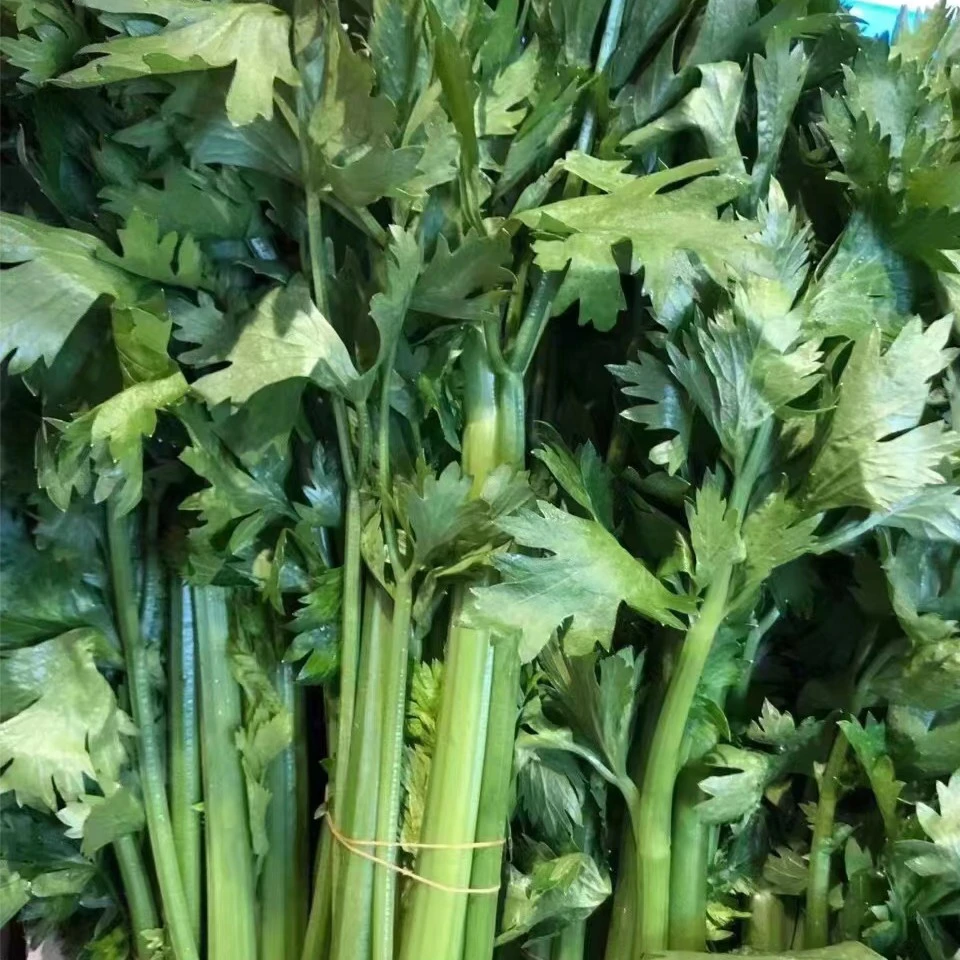 常熟现采现发带根小芹菜（400G)